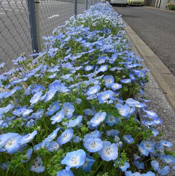 モネフィラの花