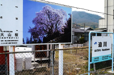 岡山市南区のはざかわ駅にあるおおやまざくらの看板の写真です。