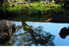 デジタルはじめました、さんの写真作品1です。川に反射する木の陰が映し出されています。