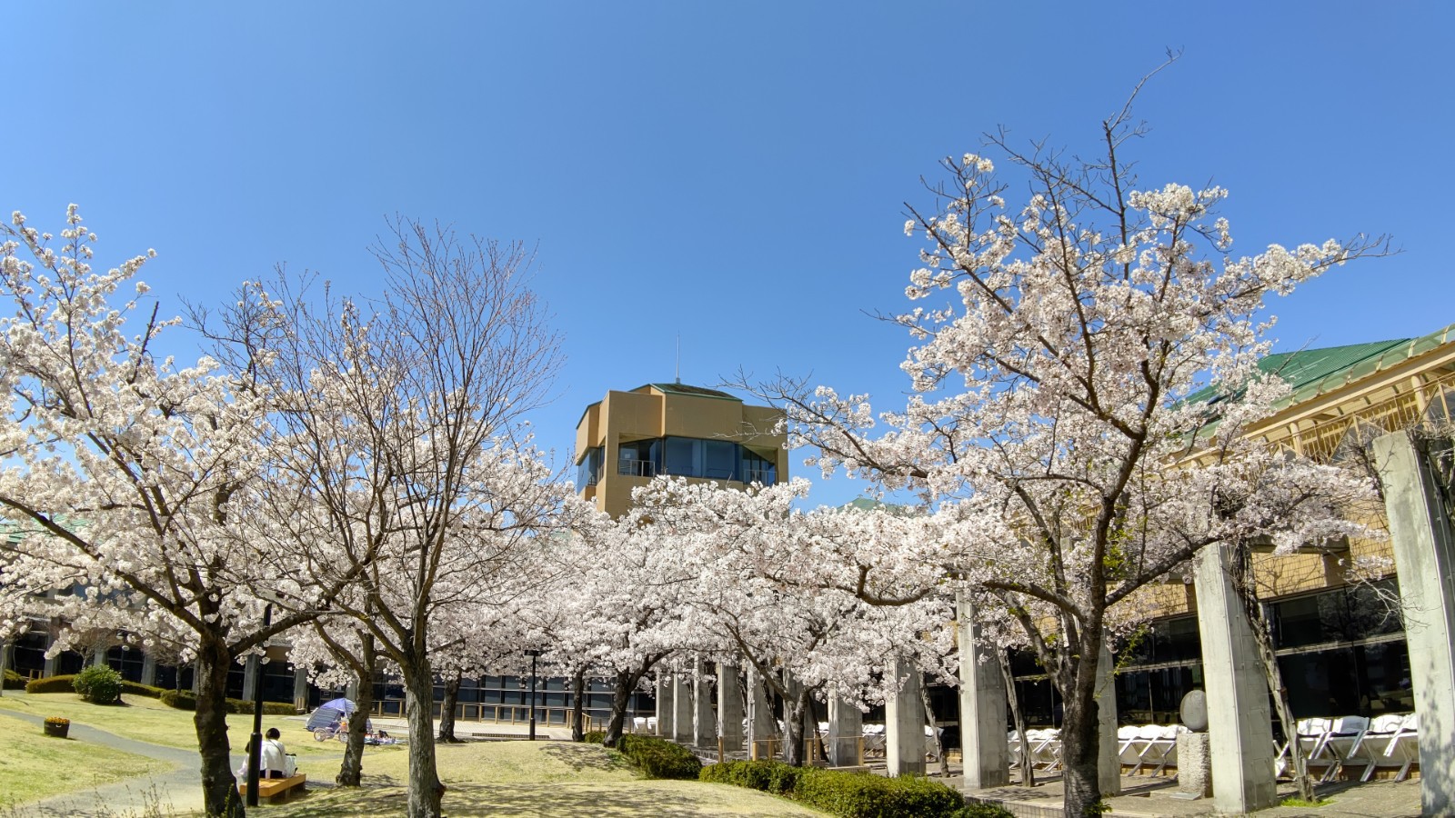 岡山ふれあいセンターと桜の写真