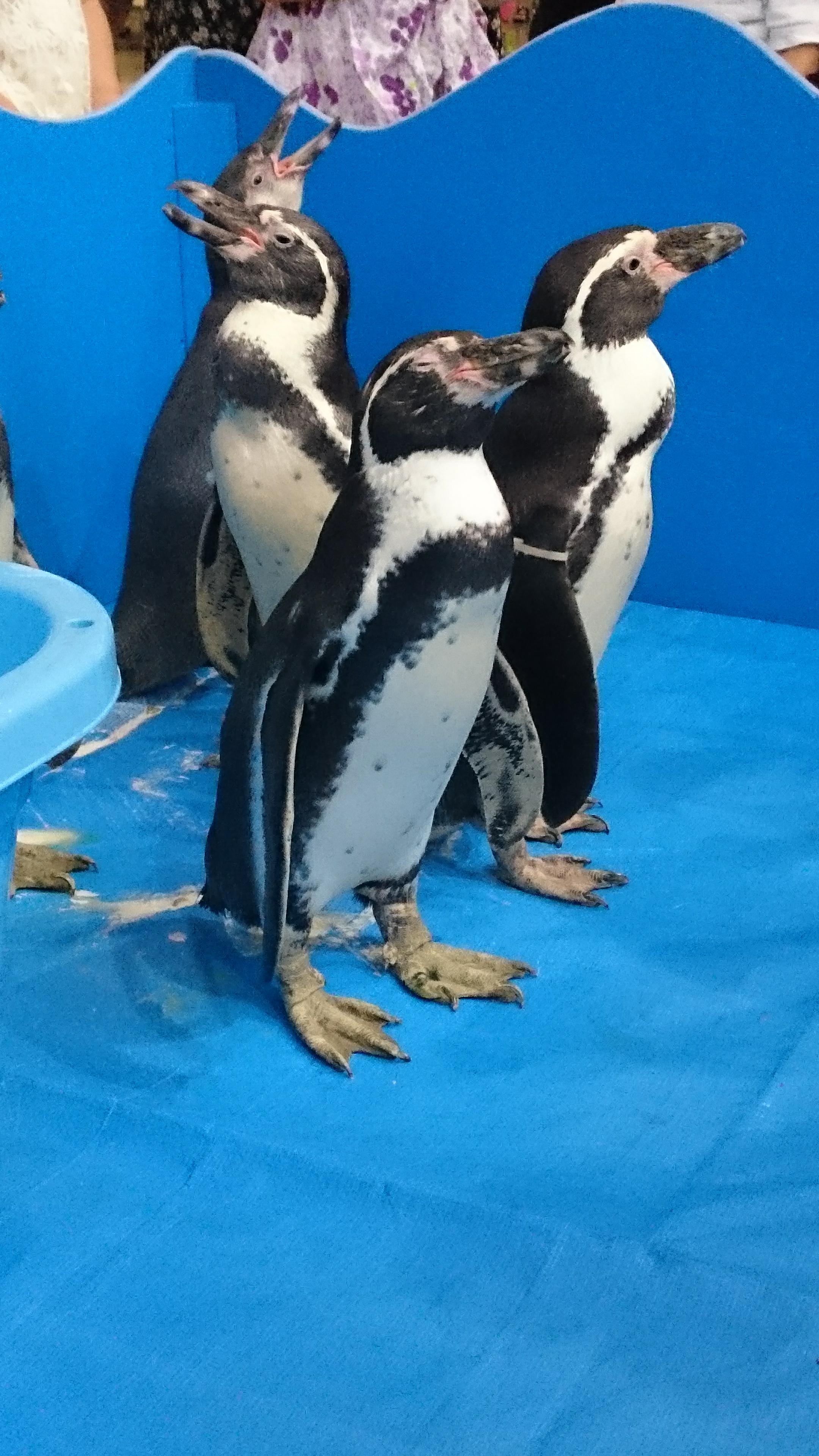 ペンギンが3羽上を向いて写っている写真